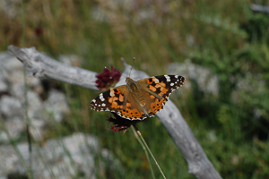 Vanessa cardui